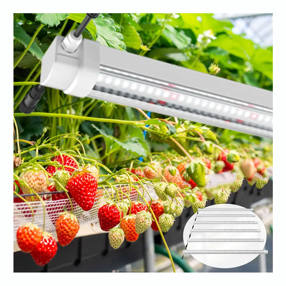 맞춤형 전체 스펙트럼 LED 성장 라이트 튜브 LM301 LM281 새로운 디자인 연결 식물 과일 성장 온실 IP65 꽃