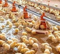 Nouvelle mangeoire à mamelons ChickTech au design moderne pour élevage de poulets, équipement d'élevage avicole, mangeoire pour poulets de chair, abreuvoir à mamelons, garantie 2 ans