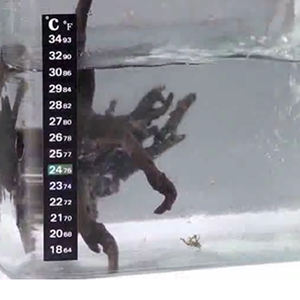 어조 온도계 온도 민감 색상 변경 접착제 온도계 수족관 수온 온도계 - Product Image 4