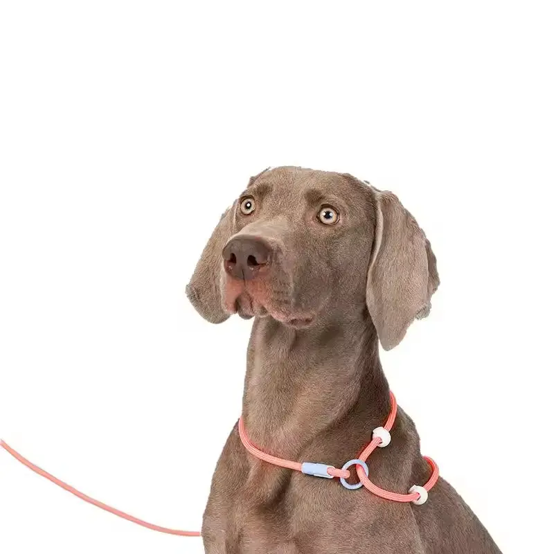 Duurzame Slip Lus Lood Niet Trekken Hond Trainingsriem Anti Wirwar Dunne Nylon Hond Show Riem Verstelbare Hondenriem Voor Huisdier P Touw