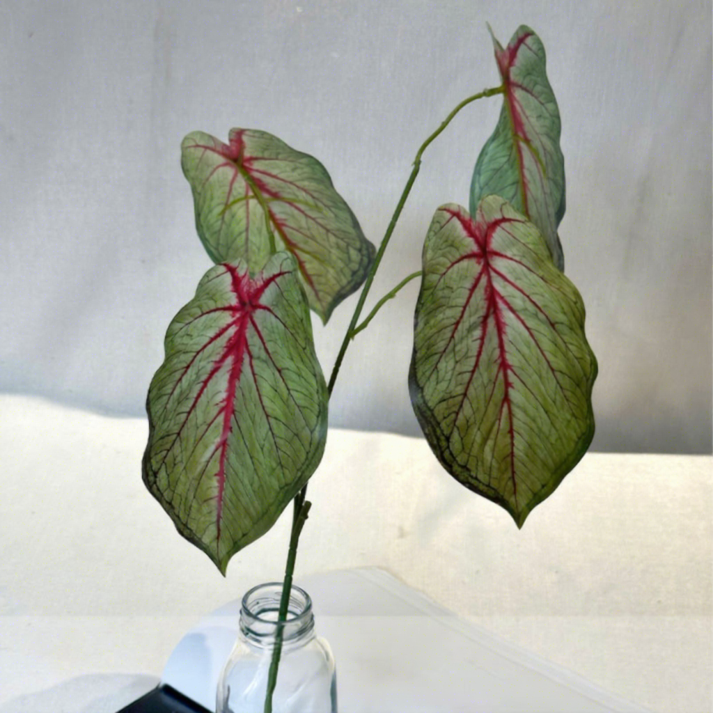 [3] Feuilles de courge verte