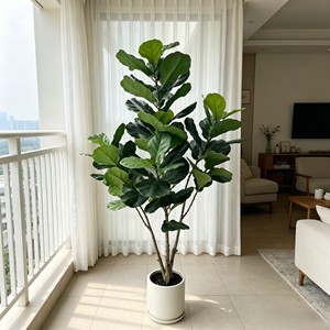 180cm Pitted white basin Fiddle-leaf fig– Eco-Friendly Plant for Wedding & Event Decoration - Product Image 4