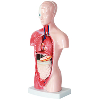 Science médicale 28cm 15 pièces modèle de torse humain modèle anatomique d'organes humains modèle d'enseignement modèle d'enseignement