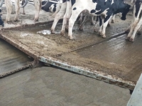 Système de ramassage de fumier robuste fabriqué en Chine, avec lame durable, utilisé dans les étables de vaches et les fermes bovines.