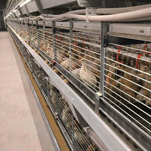 Nieuwe ODM merk H-type automatische legkippenhouderij apparatuur 304 roestvrijstalen batterijkooi automatische eierenverzamelmachine - Product Image 5