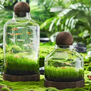 Jardín jarrón al por mayor plantas de Terrario de vidrio transparente con base de madera y parte superior de bola de madera