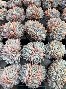 Nouvelle plante succulente Orange Monroe multi-têtes Cristata pour la décoration de la maison, du bureau, de la salle de bain et des petits espaces, <span class=keywords><strong>Lithops</strong></span> - Product Image 5
