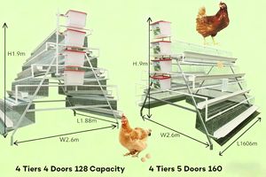 Jaulas de Pollo Prefabricadas Plegables, Jaulas Móviles para Gallinas Ponedoras para Nepal, Jaula para Pollos, Solo 500 Pesos, Jaula de Transporte para Pollos - Product Image 2