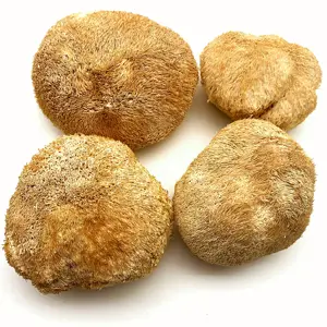 Gedroogde Lion 'S Mane Paddestoel/Hericium Paddestoel Drop Shipping