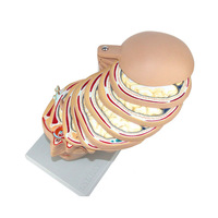 Modèle de tomographie en coupe transversale du cerveau pour la neurologie d'enseignement de l'imagerie par résonance magnétique radiologique