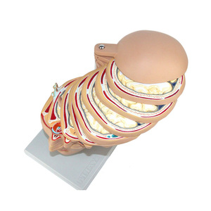 Mô hình chụp Cắt Lớp mặt cắt ngang não cho hình ảnh cộng hưởng từ X quang giảng dạy thần kinh - Product Image 2