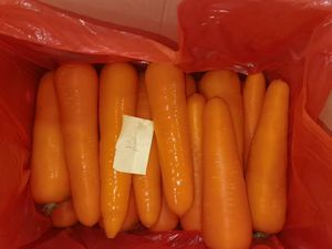 High Quality 2L 250-300g New Crop Orange Fresh Carrots 0.1kg Carton Shandong Farm-fresh Non-GMO Carefully <strong>Sorted</strong> Perfect - Product Image 6