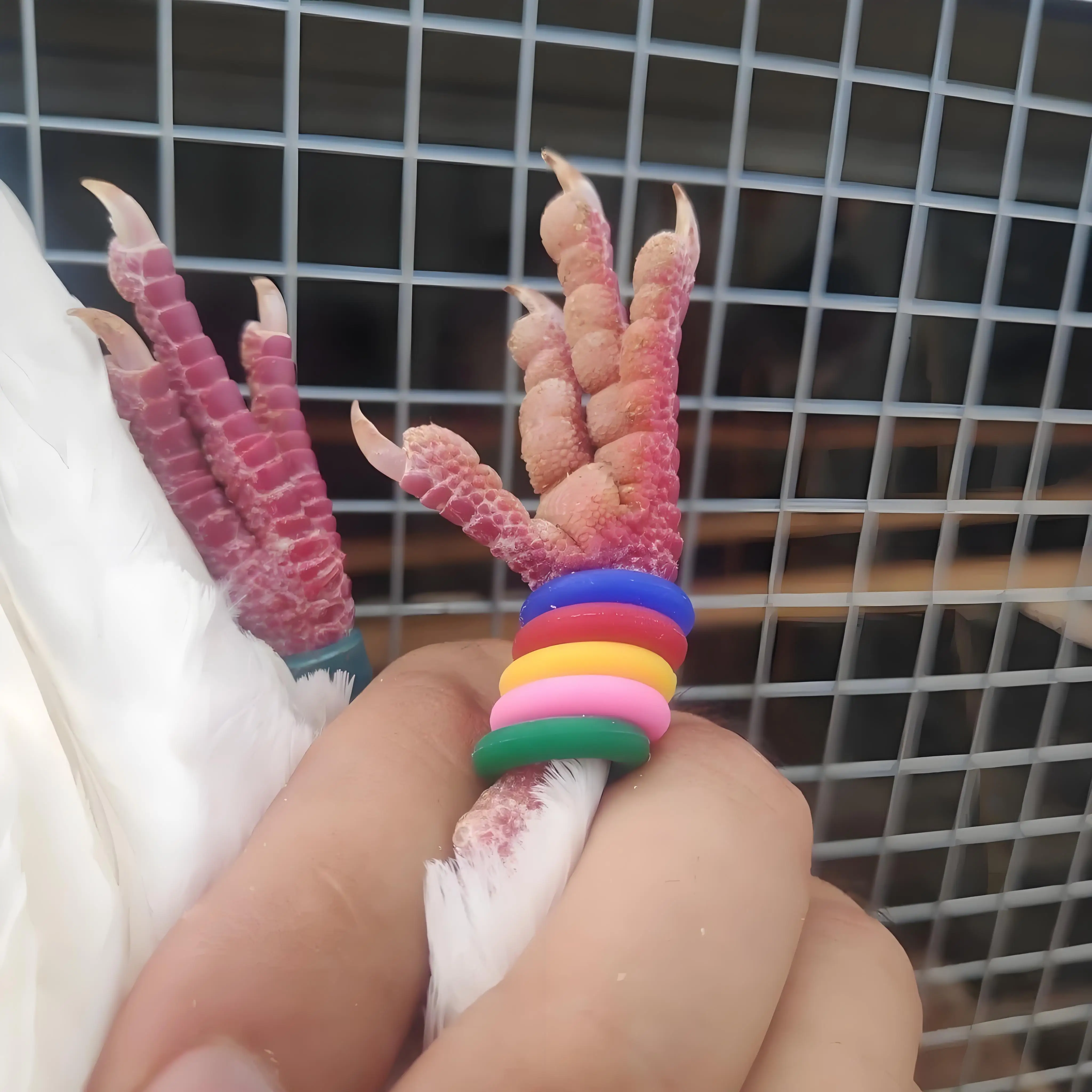 titanium bird leash foot ring