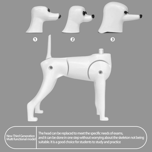 Modelo de Esqueleto Multifuncional para Tosa de Cães Teddy Poodle - Fácil de Usar, Ferramenta de Ensino Segura para Competições de Beleza Animal - Product Image 3