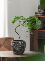 Pot Bunga Diameter Besar Gaya Wabi-Sabi Semen Antik untuk Penggunaan Dalam/Luar Ruangan dengan Bunga Lily Bambu