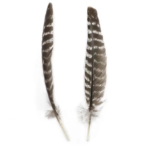 Plumes d'aile de dinde pour décoration (pas de taches, de coupures, de pièces manquantes) - Product Image 4