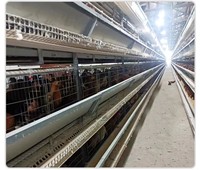 Cage à poulets empilable de type H, entièrement automatique, galvanisée à chaud, équipement d'élevage avicole, collecte des œufs