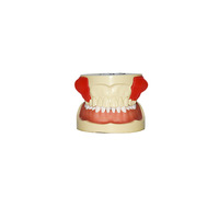 Modèle d'entraînement dentaire à 28 dents amovibles, gencives en silicone souple, base à charnière métallique, pour la pratique et l'enseignement des implants dentaires