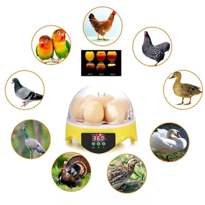 Incubatrice Automatica per 7 Uova di Quaglia e Gallina, Mini Formato, Carina e Compatta, Vendita all'Ingrosso - Product Image 5