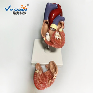 Modèle d'anatomie cardiaque (avec version numérique) - Conception détachable - Modèle biomédical - Product Image 3