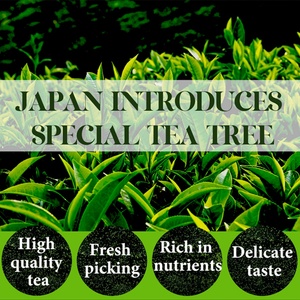 Té Matcha en Polvo Orgánico Fresco a Granel de Chinaherbs, Grado Ceremonial, Instantáneo, Vaporizado - Product Image 4