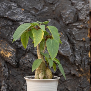 [<span class=keywords><strong>Ficus</strong></span> Palmeri] Figuier de Roche Caudex, Plante Succulente, Plante Rare Résistante à la Sécheresse, Type <span class=keywords><strong>Cactus</strong></span>, Spécimen de Bonsaï Exotique du Désert - Product Image 1
