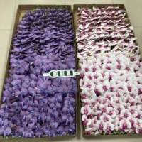 J-04303 bonne qualité 9 têtes longueur totale 90CM Real Touch fleurs Real Touch orchidées pour la décoration de la maison