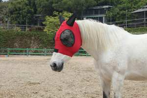 หน้ากากบินม้าสำหรับม้าที่มีหูหน้ากากบินม้าแบบกำหนดเอง - Product Image 2