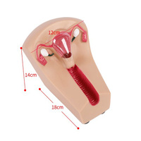 Simulateur de formation de l'iud d'enseignement médical avancé modèle d'anatomie humaine