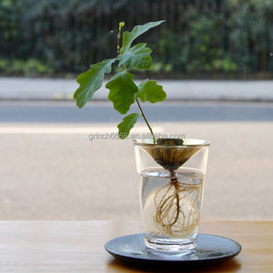 Aguacate <span class=keywords><strong>de</strong></span> bellota <span class=keywords><strong>de</strong></span> cono Sprouters florero aguacate Bellota semillas <span class=keywords><strong>de</strong></span> propagación florero - Product Image 6