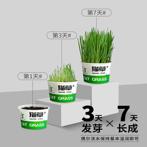 Kit de siembra instantánea de hierba para gatos, sin necesidad de tierra, eliminación de bolas de pelo para gatos, germinación en 3 días, alta tasa de germinación - Product Image 4