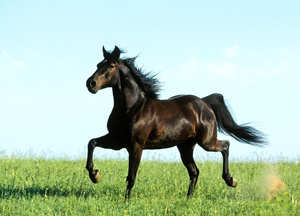 Pâte <span class=keywords><strong>vermifuge</strong></span> pour chevaux à 1,87 % avec probiotiques et postbiotiques, favorise la santé digestive des chevaux sensibles, OEM/ODM disponible - Product Image 6