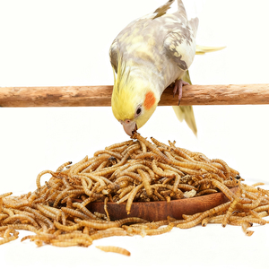 Vermi Gialli Essiccati Biologici ad Alto Contenuto Proteico Senza Cereali (<span class=keywords><strong>Tenebrio</strong></span> Molitor) per Alimenti per Pesci e Cani - Snack Naturale di Alta Qualità per Animali Domestici - Product Image 4