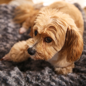 Bestseller 240.000 Einheiten verkauft ein Jahr Haustier-Kartusche-Matratze Bett waschbar plüsch weich beruhigend flauschig Hundekartusche-Matte - Product Image 5