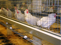 Cages à poules pondeuses neuves de 6 pieds, écologiques, imperméables et sécurisées, vente en gros