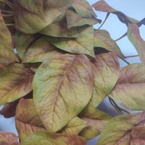 Brilliantart - Hojas de Follaje Artificial, Planta Artificial de Filodendro con Hojas en Forma de Corazón, 22 Pulgadas, Hierba, Hiedra, Ecológica, Resistente a los Rayos UV - Product Image 3