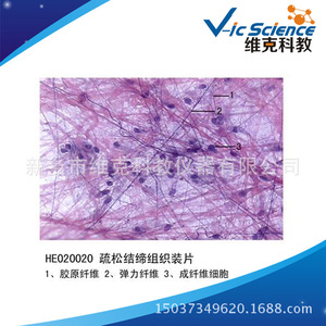 Loose connective tissue slides, tissue and physiological slides, biological sections, high school <b>microscope</b> slides - Product Image 5