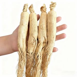 Hete Nieuwe Producten Premium Chinese <span class=keywords><strong>Ginseng</strong></span> Wortel Grondstof Puur Natuurlijke <span class=keywords><strong>Ginseng</strong></span> - Product Image 3