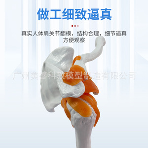 Modelo de Articulación del Hombro Natural 1:1 para Enseñanza; Modelo de Articulación del Hombro Humano con Ligamentos y Escápula; Móvil - Product Image 2
