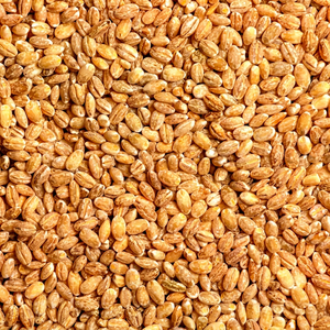 High Quality Organic Indian Fresh Barley <b>Seeds</b> Pearl Barley Malt AD Dried for Animal Feed Hulled Wholesale Best Quality Grade - Product Image 1