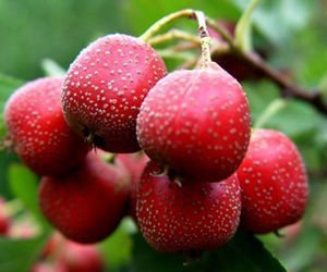 Rifornimento di fabbrica estratto di bacche di biancospino in polvere 10% 60% 80% Flavone di biancospino - Product Image 5