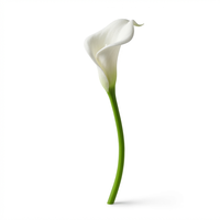 Fleurs de lys Calla au toucher réel, longues tiges en mousse EVA, décoration de table à manger, style minimaliste, mariage, Saint-Valentin, durable