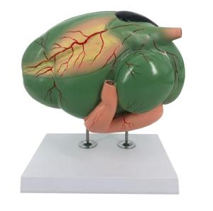 Medische wetenschap, anatomie van dieren, onderwijs, geitengeest, anatomische modellen - Product Image 1