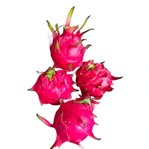 Fruta del Dragón Fresca Roja y Blanca de Vietnam, Fruta Tropical Natural para Procesamiento de Jugos, Smoothies, Postres, Servicios de Alimentación y Venta al por Menor - Product Image 1