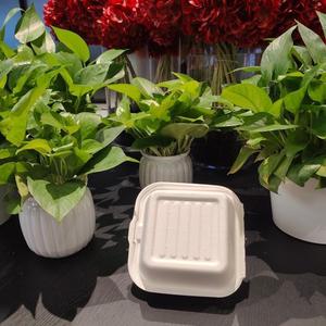 Caja para Hamburguesas de 6 Pulgadas, Contenedor de Bagazo Biodegradable, Caja Desechable para Llevar, Tipo Concha con Bisagras - Product Image 6