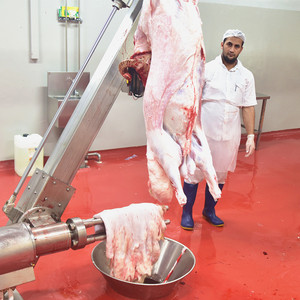Ligne d'abattage des moutons avec machine à retirer la peau des chèvres, équipement de pelage du bétail - Product Image 6