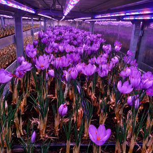 Contenedor Inteligente Automatizado de Múltiples Capas con Luz LED de Espectro Completo para Cultivo Vertical Hidropónico de Azafrán - Product Image 4