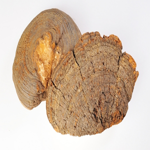 Polvere di Polisaccaridi di Alta Qualità da Fungo <span class=keywords><strong>Sang-hwang</strong></span> (Phellinus Linteus) e Fungo Igniarius (Phellinus Igniarius) - Product Image 3