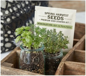 Kit d'aimants miniatures Boobab uniques pour plantes décoratives de 6 à 12 mois, vente en gros - Product Image 1