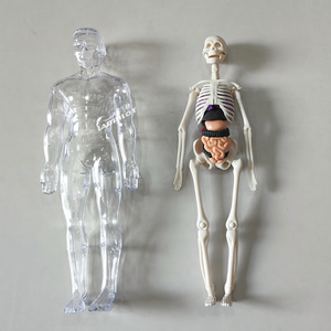 Mini Modelo de Torso para Enseñanza, <span class=keywords><strong>Cuerpo</strong></span> <span class=keywords><strong>Humano</strong></span> Anatómico de 32 cm, Juguete Educativo Musculoesquelético para Niños, Modelo 3D Biomédico <span class=keywords><strong>Desmontable</strong></span> - Product Image 5